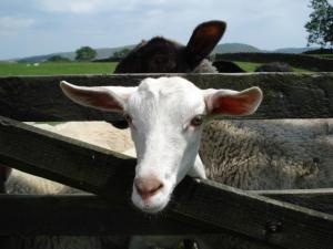 self catering cottages - goats